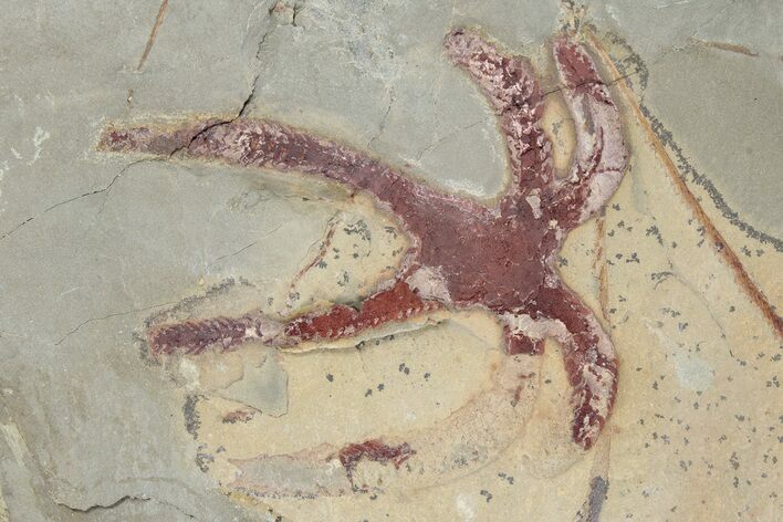 Soft-Bodied Marrellomorph (Furca) Fossil - Fezouata Formation #214977